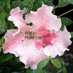 AZALEA GUMPO PINK