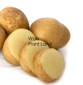 POTATOES SEED HAYLO 3KG BAG