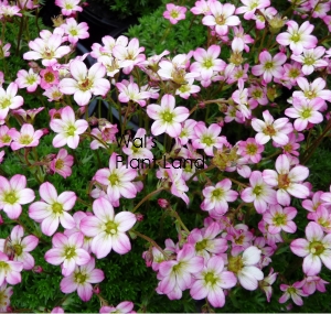 SAXIFRAGA PETER PAN