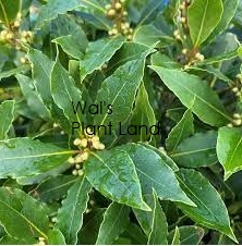 LAURUS NOBILIS