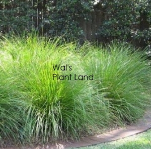 LOMANDRA LIME TUFF