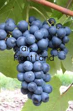 GRAPE VITIS SCHUYLER