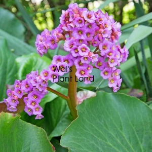 BERGENIA CORDIFOLIA ROTBLUM