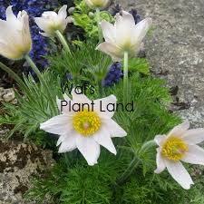 PULSATILLA BELLS WHITE