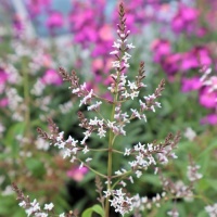 ALOYSIA TRIPHYLLA - LEMON SCENTED VERBENA