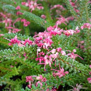 GREVILLEA MT TAMBORITHA