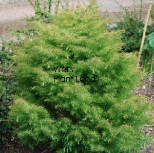 CRYPTOMERIA JAPONICA VAR. ELEGANS