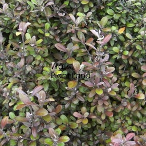 COROKIA FROSTED CHOCOLATE