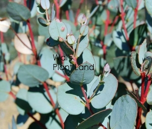 EUCALYPTUS GUNNII