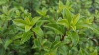 PITTOSPORUM WAI-ITI