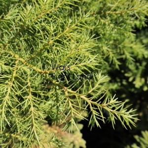 CRYPTOMERIA JAP ELEGANS AUREA