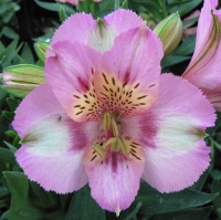 ALSTROEMERIA PRINCESS LILY THERESA