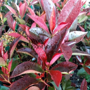 PHOTINIA BURGUNDY TIPS