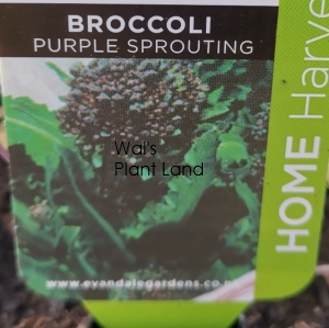 BROCCOLI PURPLE SPROUTING