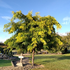 GLEDITSIA TRIACANTHOS SUNBURST