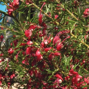 GREVILLEA CHERRY RIPE