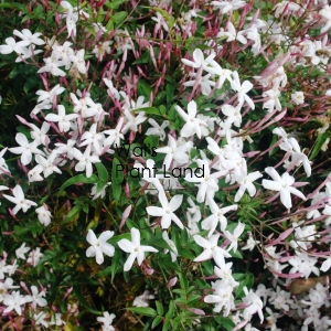 JASMINE POLYANTHUM