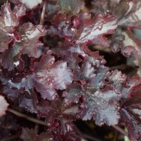 HEUCHERA BLACK TAFFETA