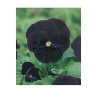 PANSY BLACKJACK SEED PACKET