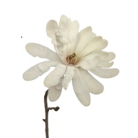 MAGNOLIA STELLATA ROYAL STAR