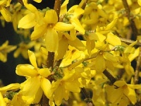 FORSYTHIA KARL SAX