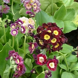 PRIMULA PUBESCENS KALEIDOSCOPE MIX - DUSTY MILLER