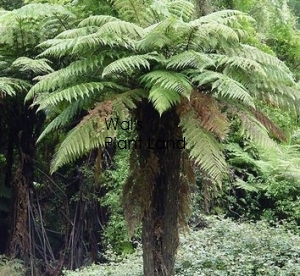 DICKSONIA SQUARROSA