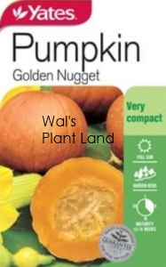 PUMPKIN GOLDEN NUGGET SEED PACKET