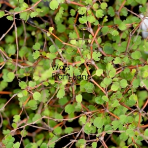 MUEHLENBECKIA ASTONII