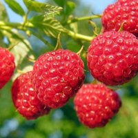 RASPBERRY HERITAGE