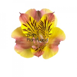 ALSTROEMERIA PRINCESS LILY DIANA