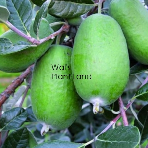 FEIJOA OPAL STAR 6 LITRE