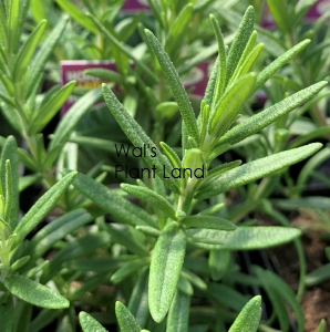 ROSEMARY BBQ HOME GARDEN