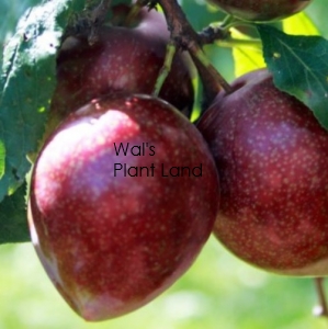 PLUM DORIS RED