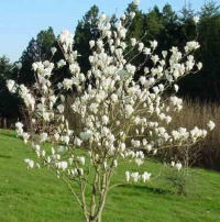 MAGNOLIA denudata GERE