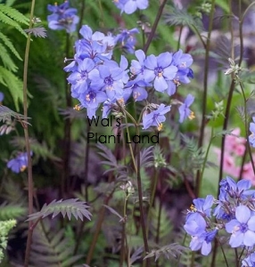 POLEMONIUM PURPLE RAIN