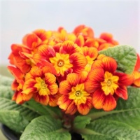 PRIMULA NOVELTY MAYA