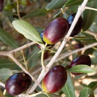 OLEA LECCINO