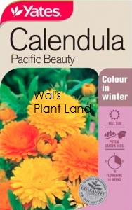 CALENDULA PACIFIC BEAUTY SEED PACKET