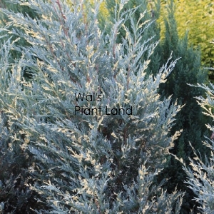 JUNIPERUS scopulorum MOONGLOW VARIEGATED