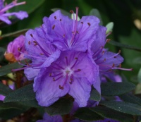 RHODODENDRON OLIN O DOBBS