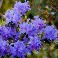 RHODODENDRON BLUE DIAMOND