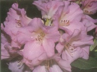 RHODODENDRON EVERYTHING NICE