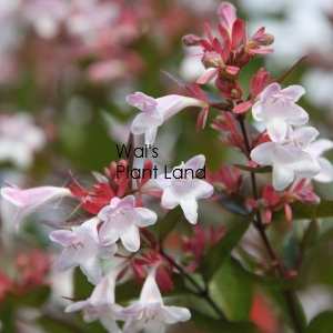 ABELIA GRANDIFLORA