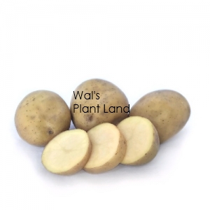 POTATOES SEED MOONLIGHT 3KG BAG