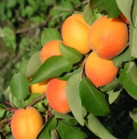 APRICOT MOORPARK