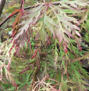 ACER DISS BALDSMITH