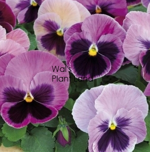 PANSY DELTA PINK