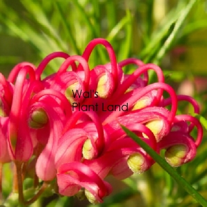 GREVILLEA OLYMPIC FLAME