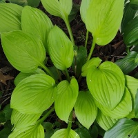 HOSTA BLACKFOOT